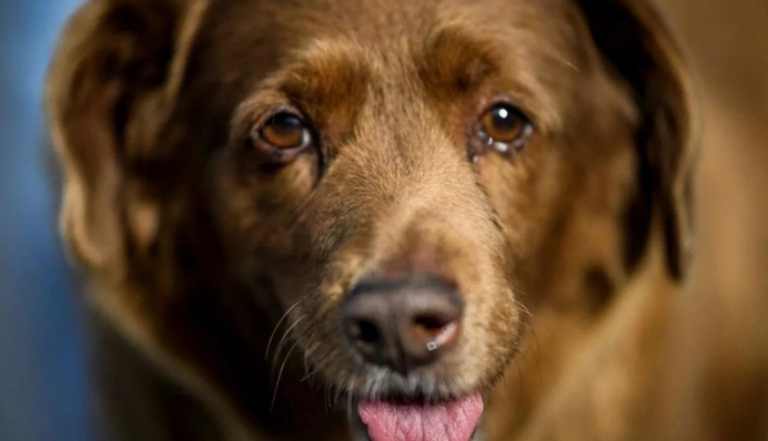 Умерла самая старая собака в мире: как выглядел Бобби и сколько ему было лет, фото