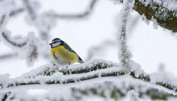 Температурні гойдалки і мокрий Новий рік: чи чекати взимку снігопадів і коли вдарять перші морози