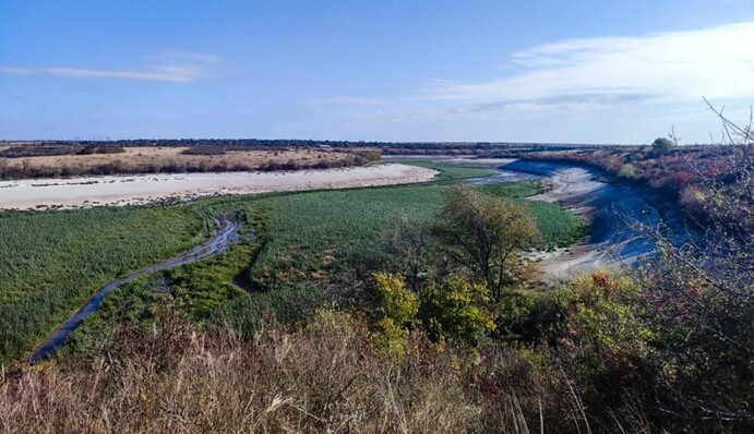 На дне Каховского водохранилища вырос ивовый лес: фото и видео