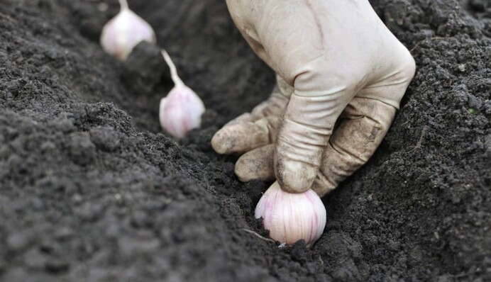 Готуємось до нового сезону: що і як можна посіяти восени, щоб зібрати гарний урожай