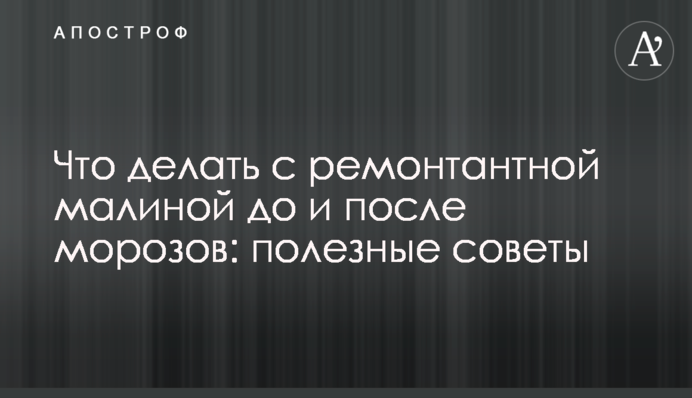 Что делать с ремонтантной малиной до и после морозов: полезные советы