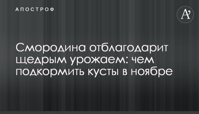 Смородина отблагодарит щедрым урожаем: чем подкормить кусты в ноябре