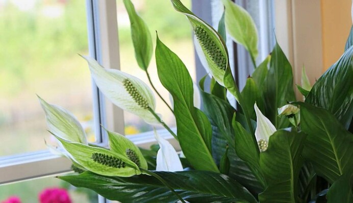 Поставте в будинку 