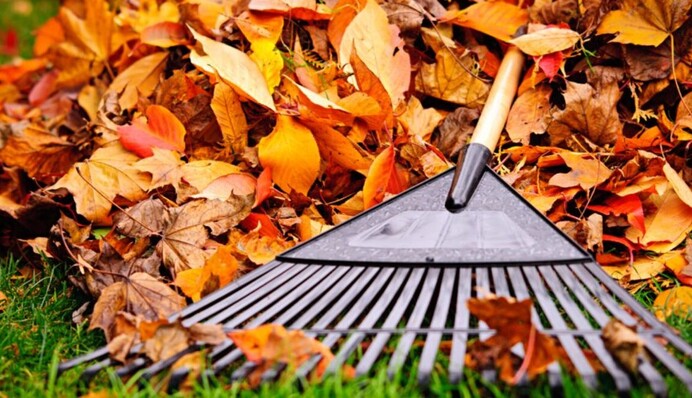 Як зробити ефективне добриво з опалого листя:  досвідчені садоводи розкрили секрети