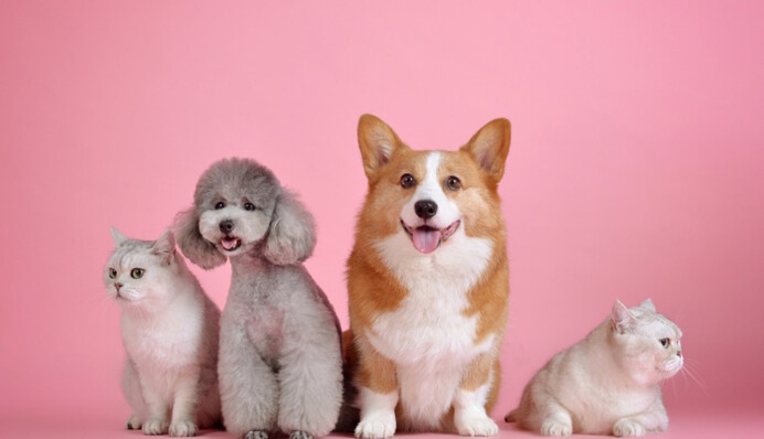 В Украине создадут реестр домашних животных: какими будут новые правила и штрафы