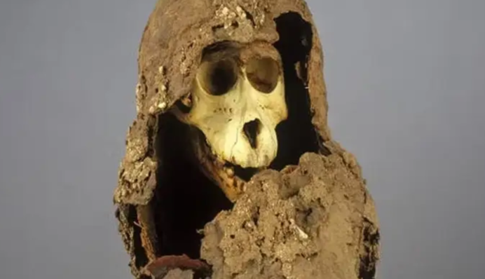 Загадка мумий бабуинов: откуда они взялись и что говорят ученые