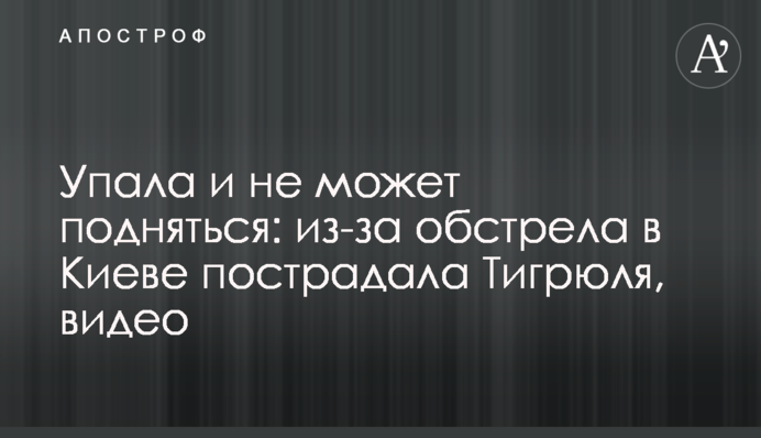 Упала и не может подняться: из-за обстрела в Киеве пострадала Тигрюля, видео