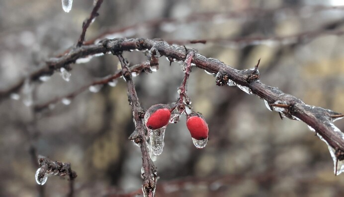 Зима уже близко: какого числа в Украине пойдет снег с ледяным дождем