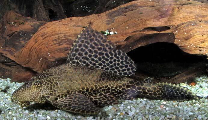 В Києві рибалка спіймав 