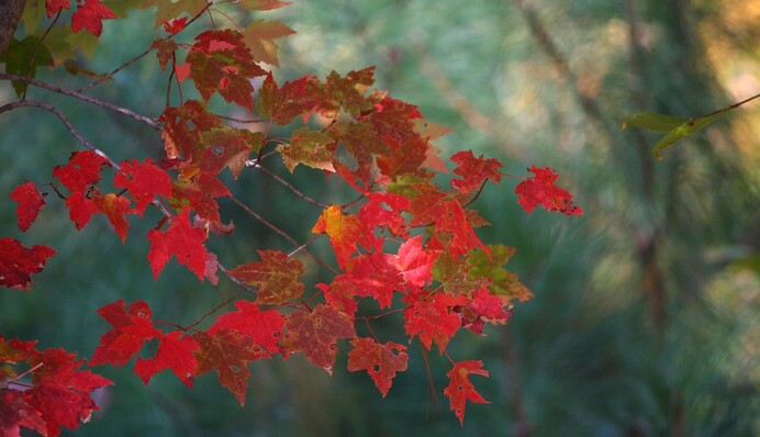 Листопад буде робити 