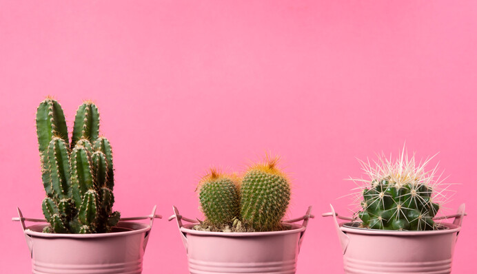 Не лише прикрасять, але і привернуть удачу: топ-6 домашніх рослин для дитячої кімнати