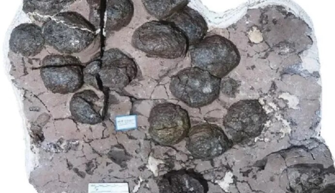 Ученые обнаружили новый вид динозавров: как могли выглядеть великаны Юрского периода, фото