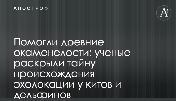 Помогли древние окаменелости: ученые раскрыли тайну происхождения эхолокации у китов и дельфинов
