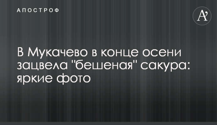 В Мукачево в конце осени зацвела 