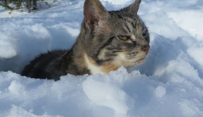 Дощ, хуртовини і ожеледиця: в Україні в неділю значно погіршиться погода, карта