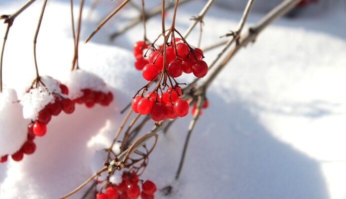 Улучшает состояние сосудов и обогащает витаминами: диетолог рассказала о пользе калины