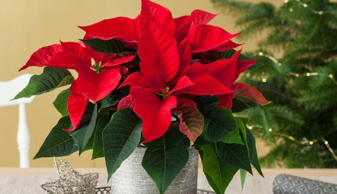 Зимняя красота: шесть комнатных растений, не требующих тщательного ухода