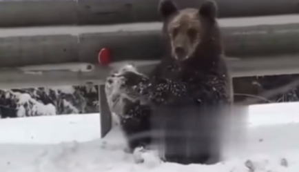 Осторожно, мимиметр зашкаливает: на Закарпатье медвежья семья разгуливала на трассе, видео
