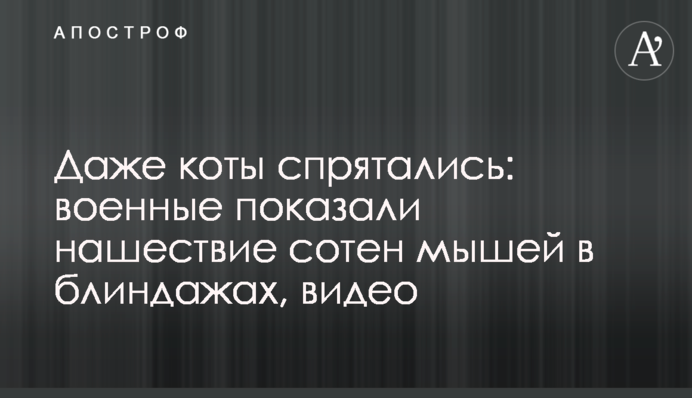 Даже коты спрятались: военные показали нашествие сотен мышей в блиндажах, видео
