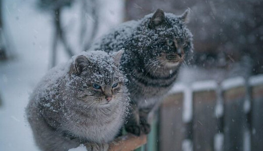 В Украине установится сухая и морозная погода: прогноз на начало недели, карта