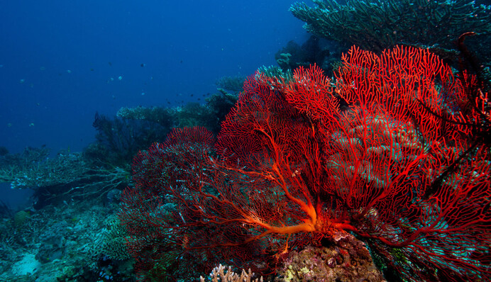 Коралові рифи можуть скоро загинути: вчені б’ють на сполох