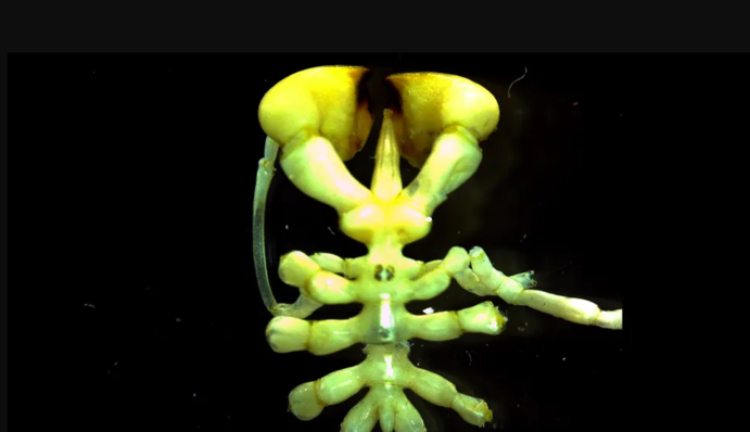Вчені виявили на дні Антарктиди невідому науці істоту: ці морські павуки дихають ногами, фото