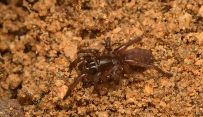 Вважався зниклим 92 роки: у Португалії знайшли рідкісного павука