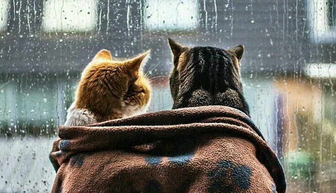 Неделя начнется с дождей и мокрого снега: прогноз погоды на понедельник