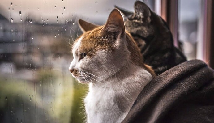 Погода приготовила весенние сюрпризы: в Украине еще больше потеплеет и пройдут дожди, карта