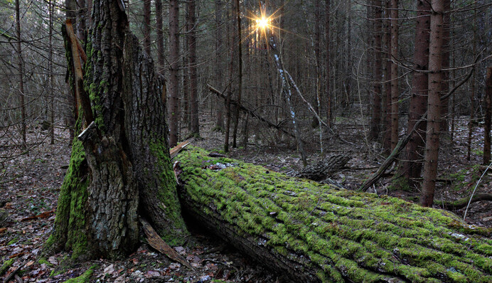 Декабрь решил стать мартом: какую погоду прогнозируют в среду, карта