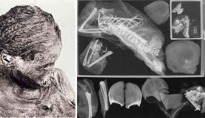 Мумія мами-підлітка приховувала жахливу таємницю: вчені зробили відкриття та показали фото