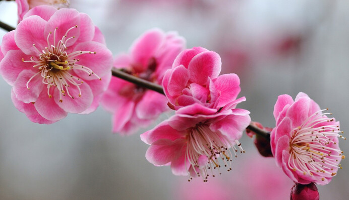 Через аномальне тепло в Дніпрі розквітли сакури: фото дива природи