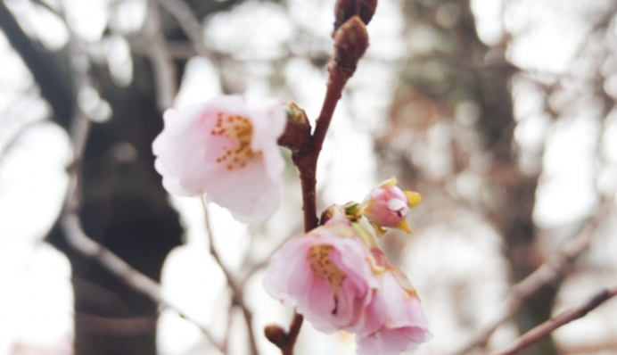 В Мукачеві в січні розквітла 