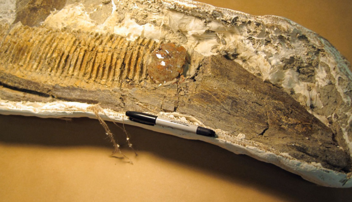 О ней не знали 75 млн лет: в Канаде нашли челюсть уникального динозавра