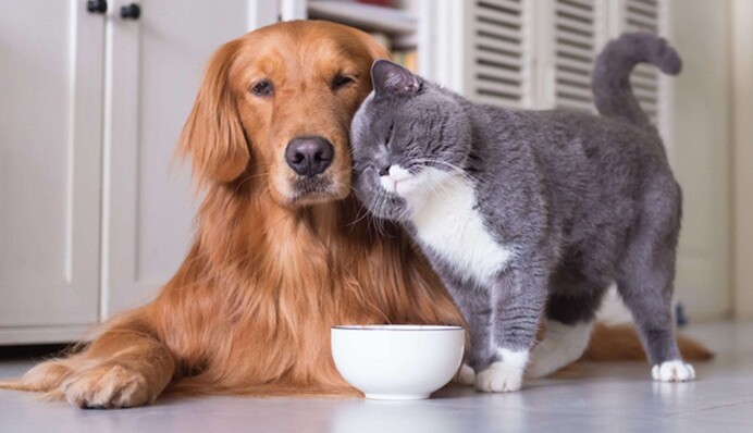 Не домашние животные: как будет правильно на украинском