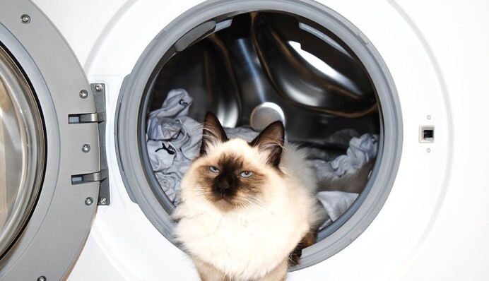 Дешево і просто: дієвий лайфхак, щоб зібрати шерсть і волосся з одягу під час прання