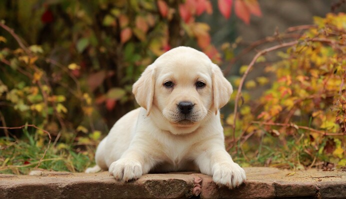 Момент удару по Харкову: з'явилось жахливе відео з розплідника лабрадорів