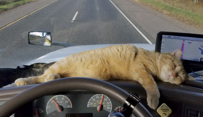 Як не заснути за кермом: шість порад водіям