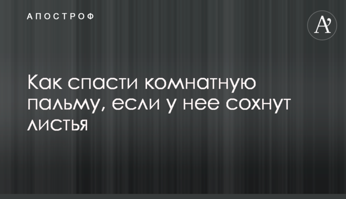 Як врятувати кімнатну пальму, якщо в неї сохне листя