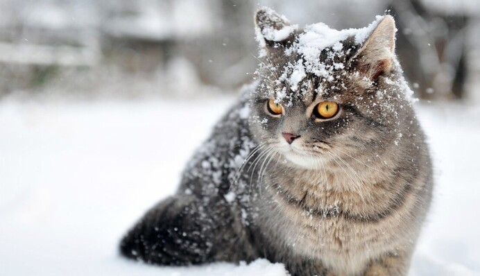 День будинкового духа: що можна і заборонено робити 28 січня