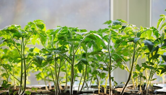 Как вырастить самую лучшую рассаду томатов: 8 обязательных правил для хорошего урожая