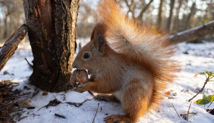 В Украину идет антициклон Enno: прогноз погоды на 30 и 31 января