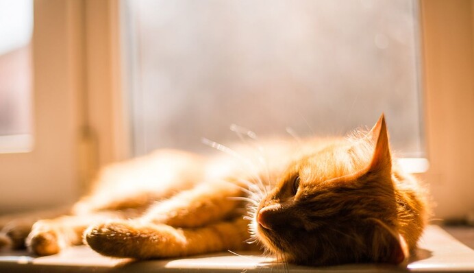 Сонячно і  весняні +7: яку погоду чекати в Україні у вівторок