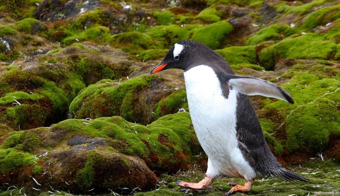 В Антарктиде тоже бывает зеленое лето: украинские полярники показали атмосферные фото