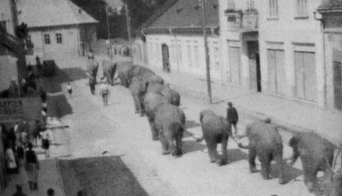 Слоны на Закарпатье: в сети показали интересные фото 1930-х годов