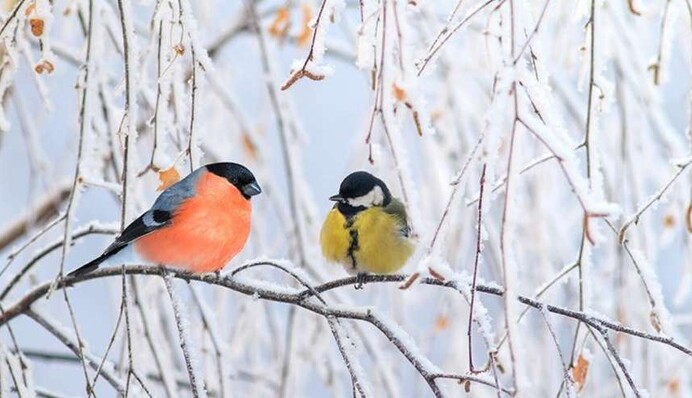 Погода на Стрітення: де на свято може випасти сніг