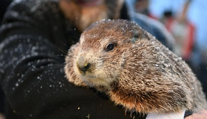 Прогноз обнадійливий: київський бабак Вікентій прокинувся раніше часу, фото