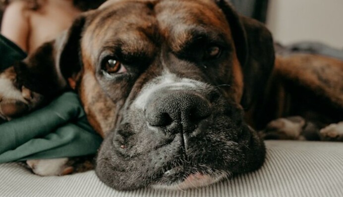 Науковці назвали породи собак, які найчастіше хворіють на рак