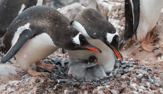 Украинские полярники впервые показали малышей антарктических пингвинов: мимимишность зашкаливает, видео