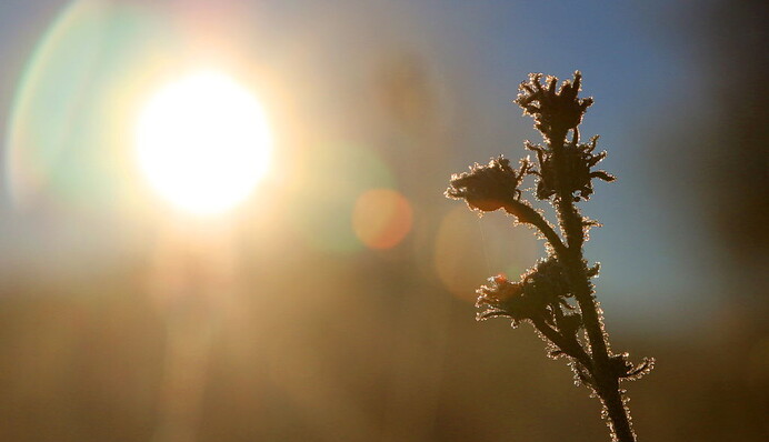 Весна уже в пути: среда принесет в Украину настоящее тепло